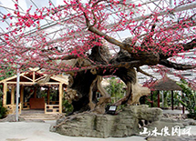 ��̬����