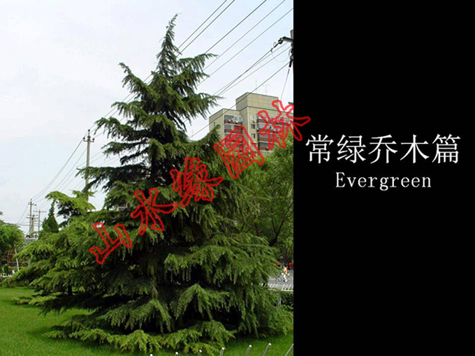 ������ľƪ